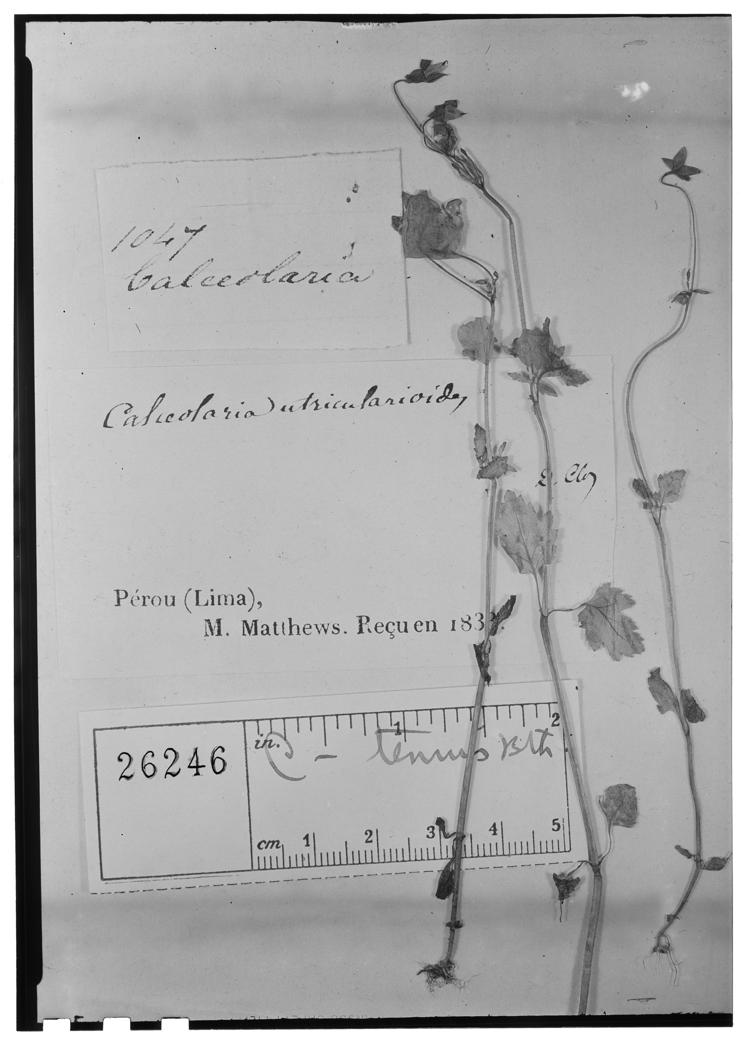 Calceolaria tenuis image