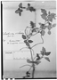 Calceolaria violacea image