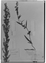 Angelonia biflora image