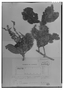 Clethra guianensis image