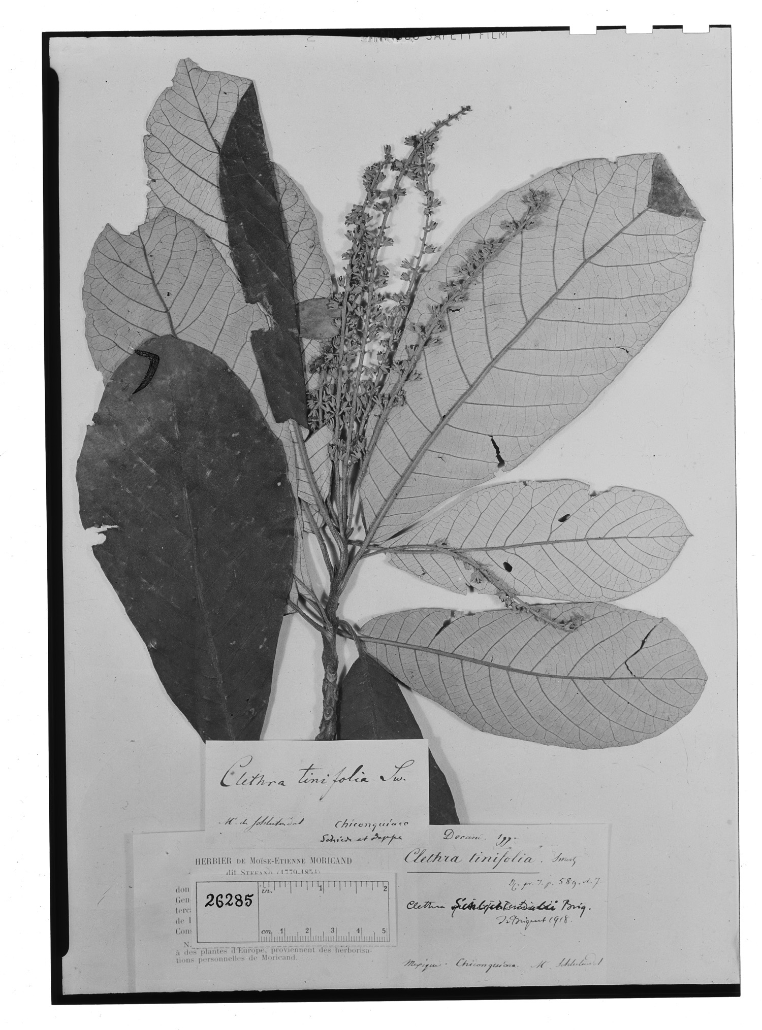 Clethra macrophylla image
