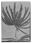 Biophytum calophyllum image