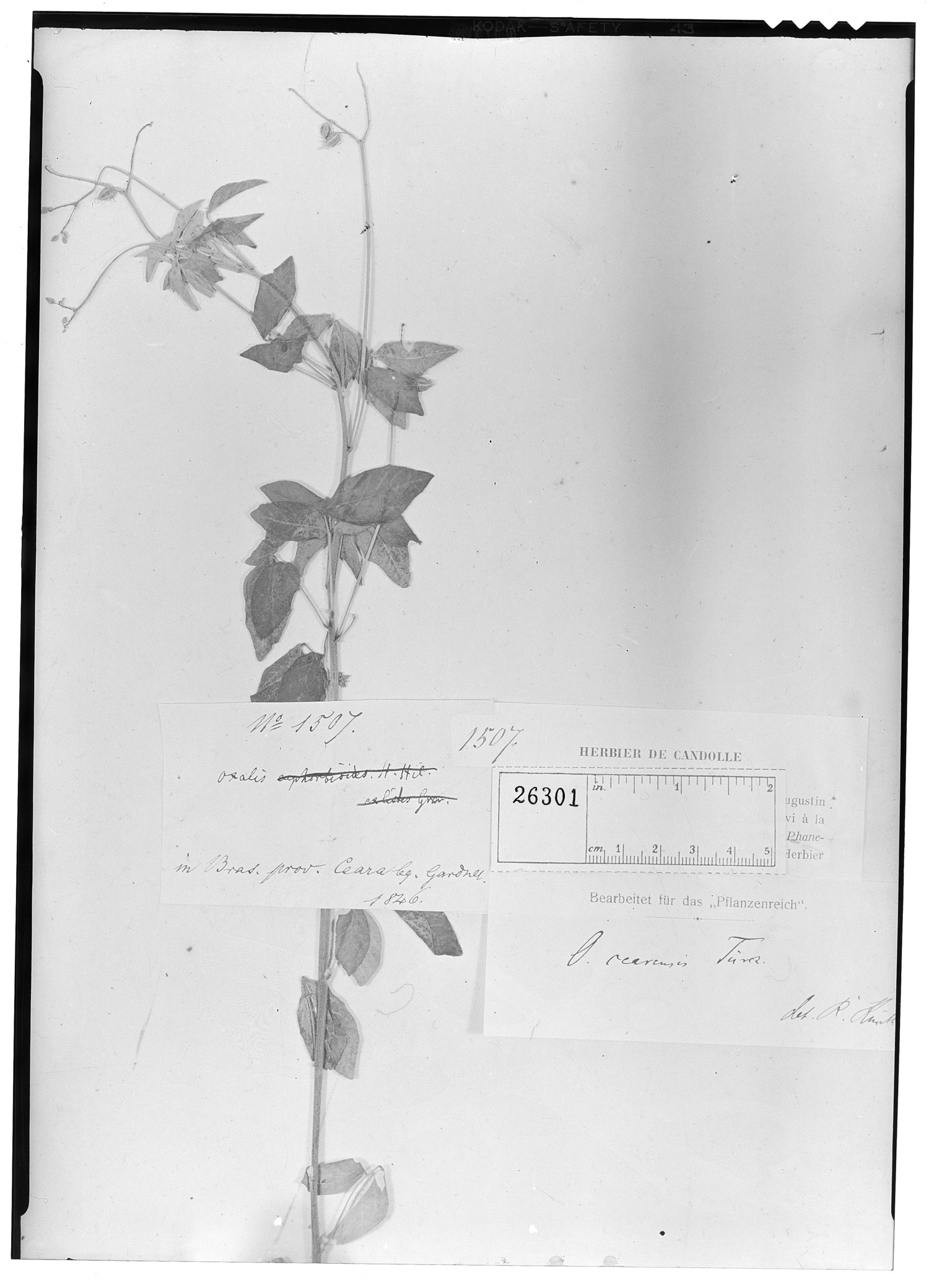 Oxalis hedysarifolia image