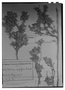 Balbisia integrifolia image