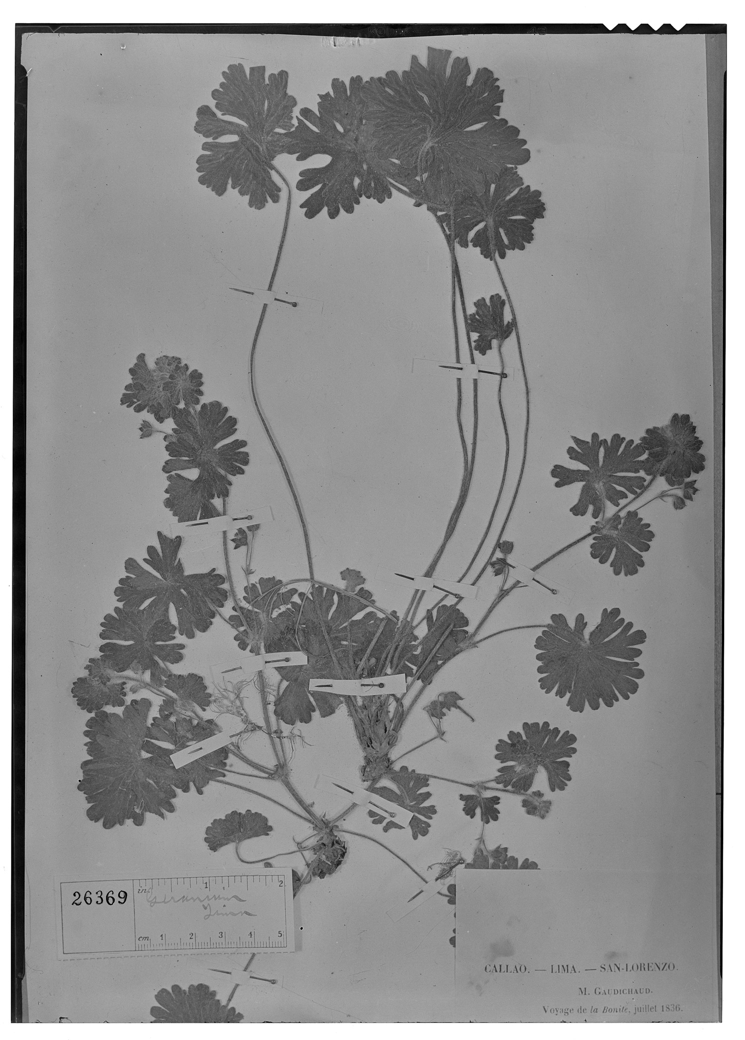 Geranium limae image