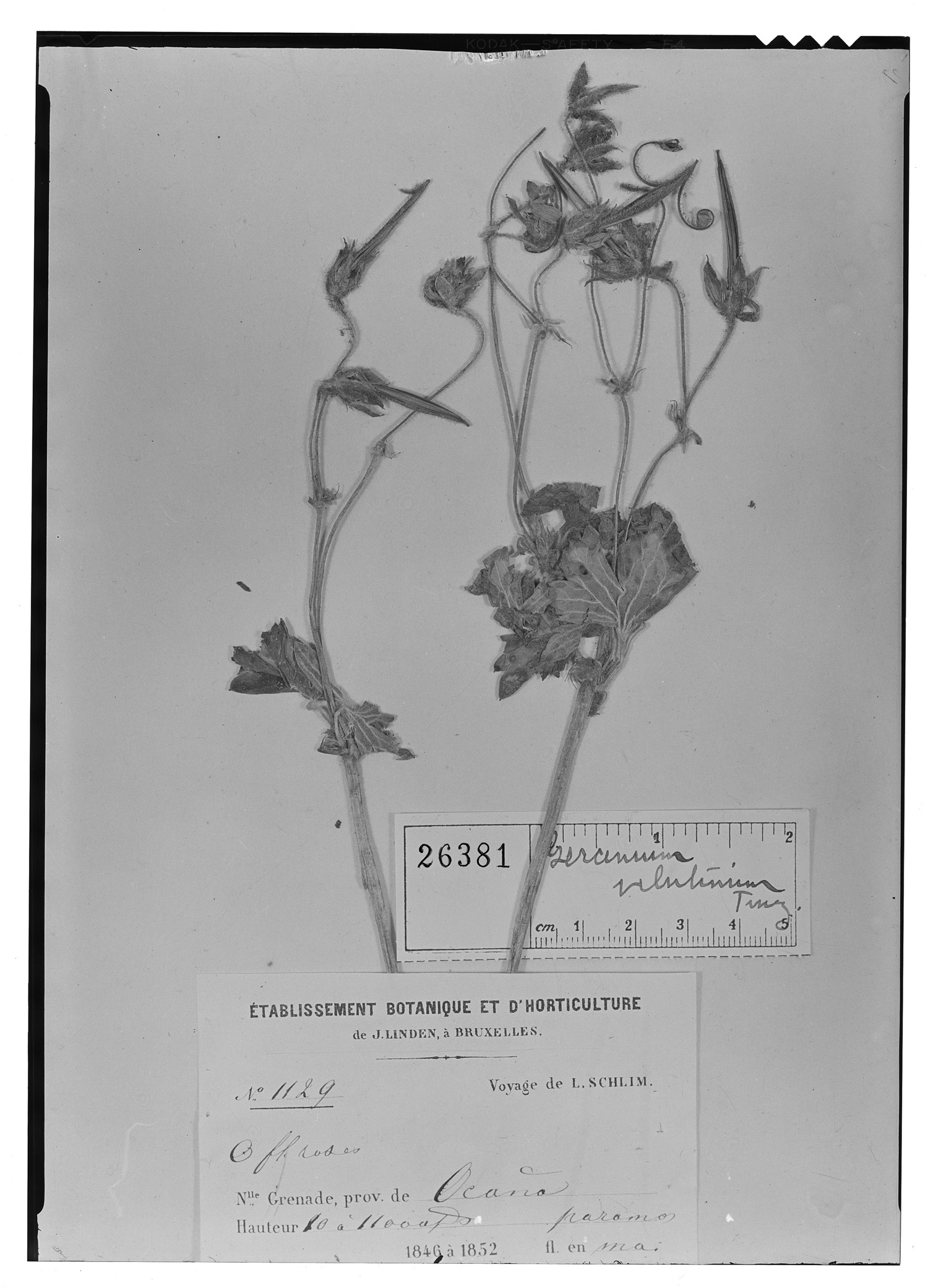 Geranium velutinum image