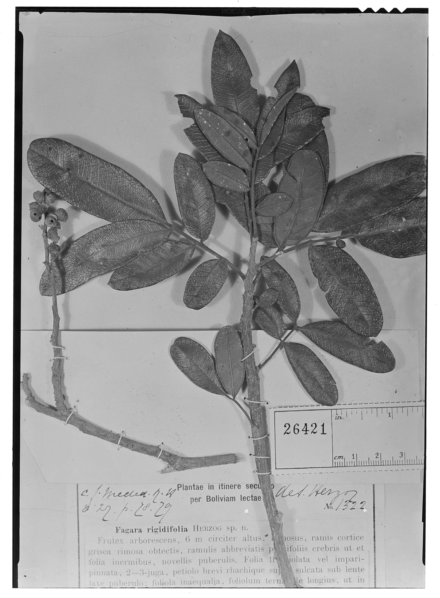 Fagara rigidifolia image