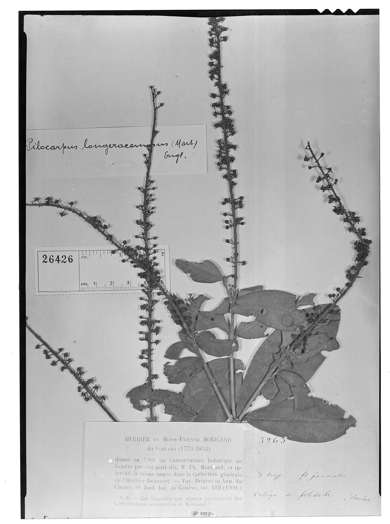 Pilocarpus spicatus subsp. longeracemosus image