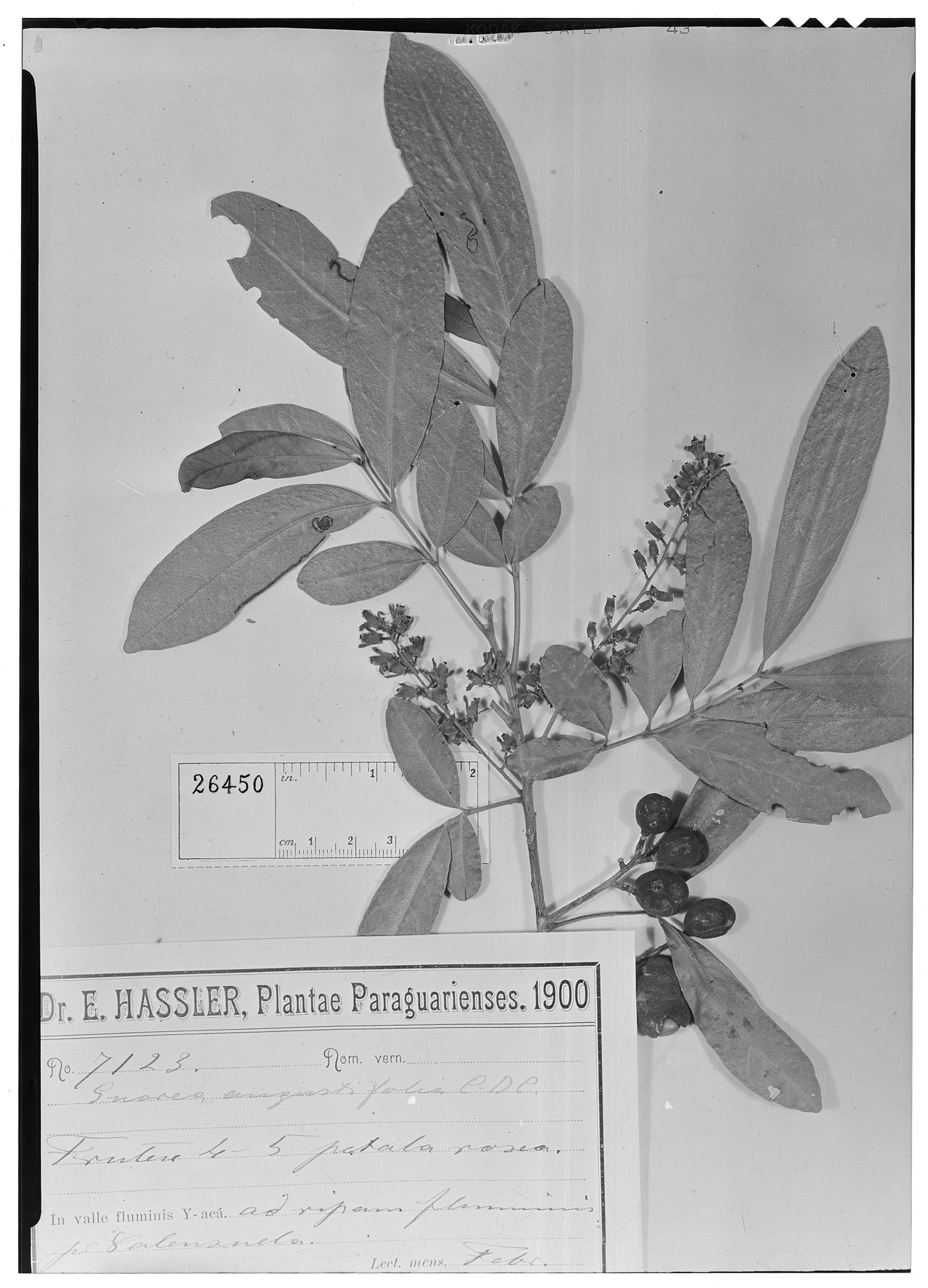 Guarea angustifolia image