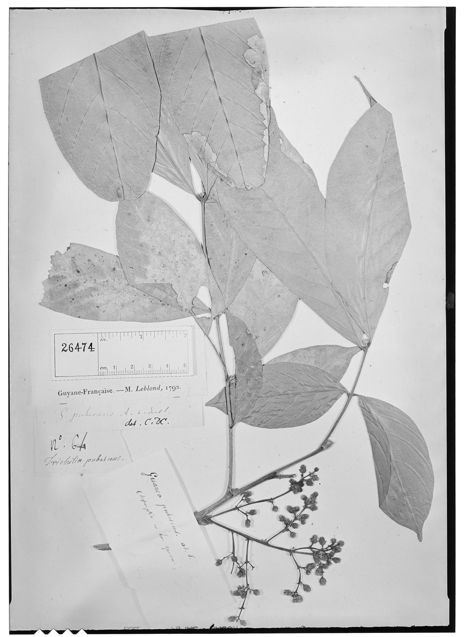 Trichilia pubescens image