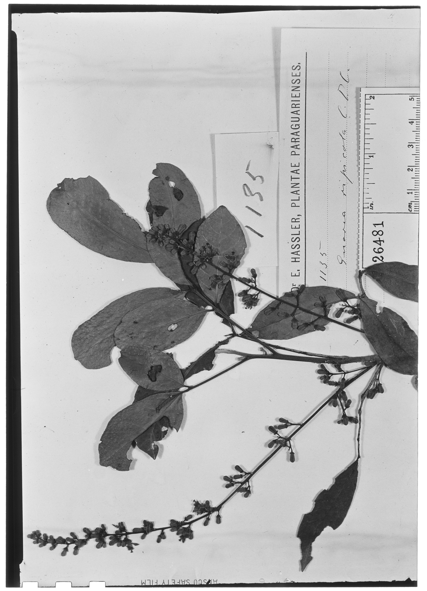Guarea macrophylla subsp. spicaeflora image