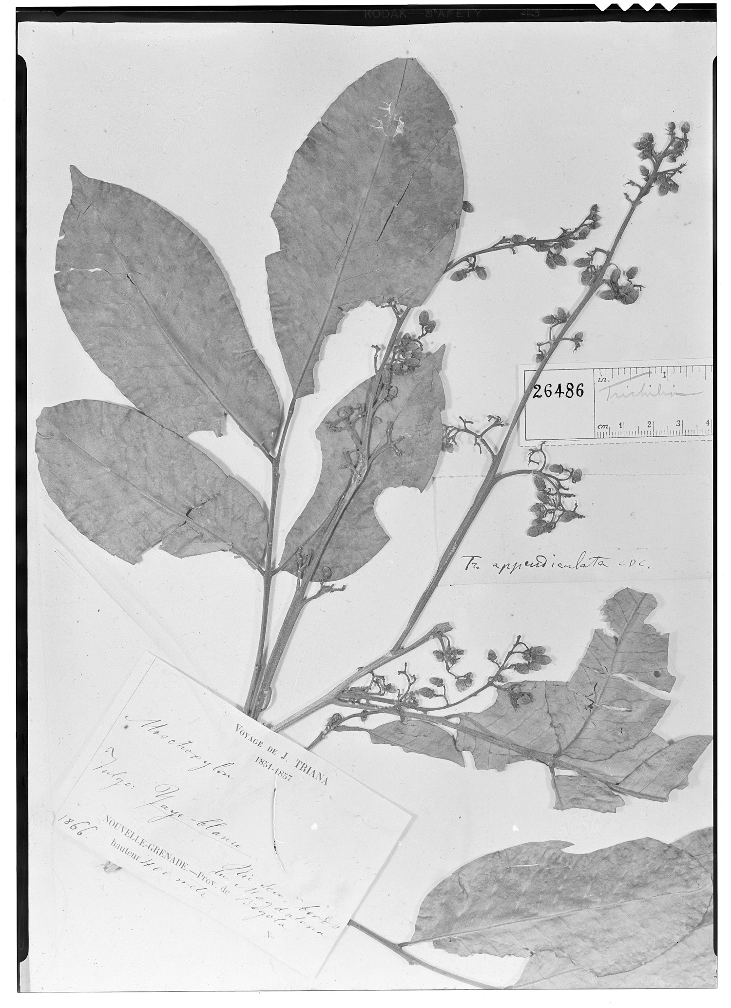 Trichilia appendiculata image
