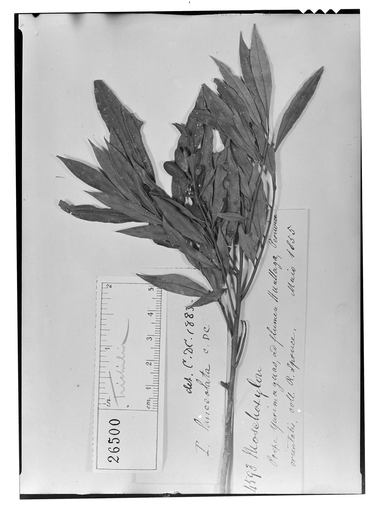 Trichilia lanceolata image