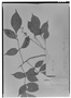Trichilia elegans subsp. elegans image
