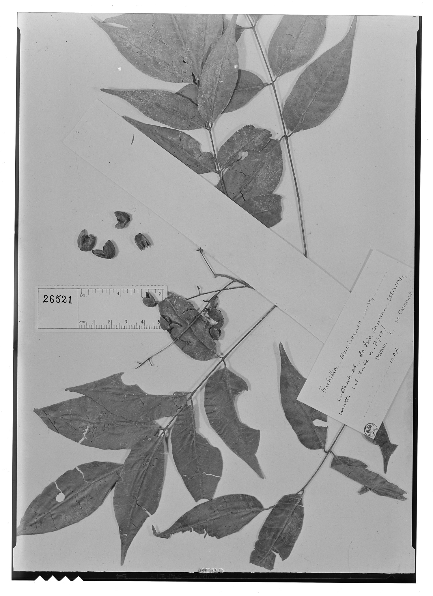 Trichilia elegans subsp. richardiana image