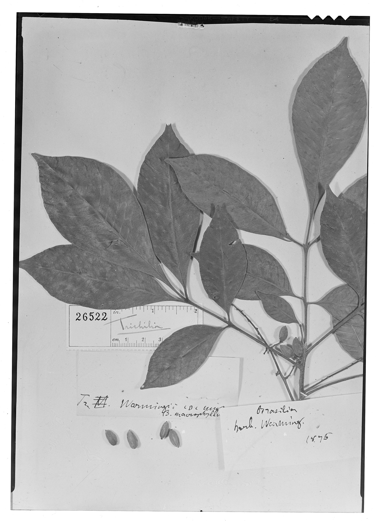 Trichilia elegans subsp. elegans image