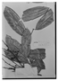 Protium giganteum var. crassifolium image
