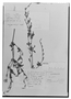 Dicliptera mollis image