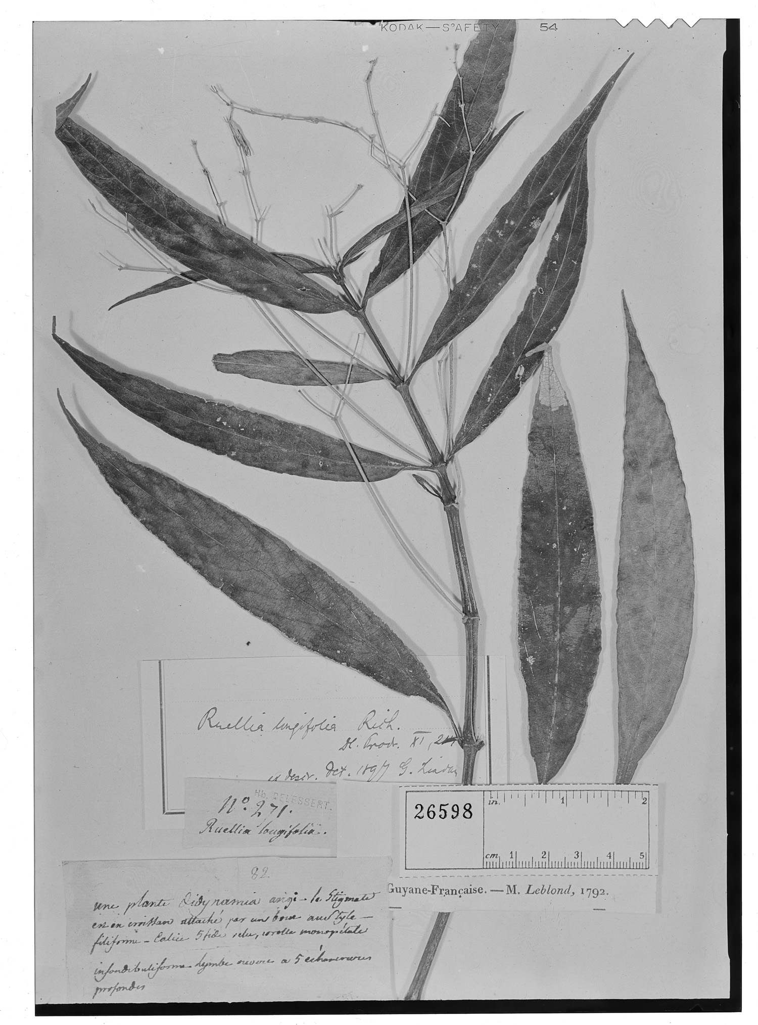 Ruellia longifolia image