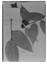 Cavendishia macrocephala image