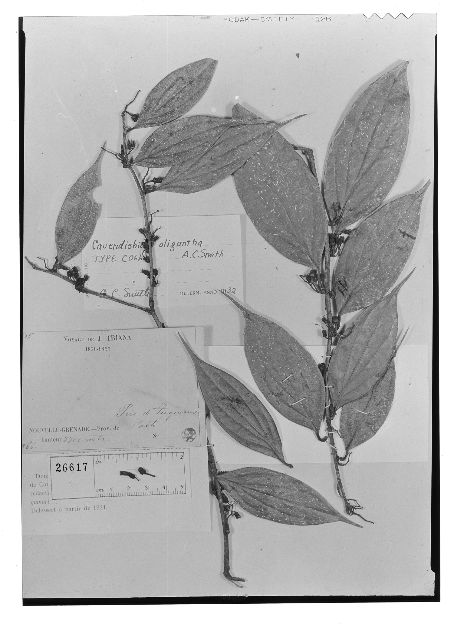 Cavendishia oligantha image