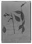Cavendishia rhynchophylla image