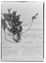 Gaultheria glomerata image