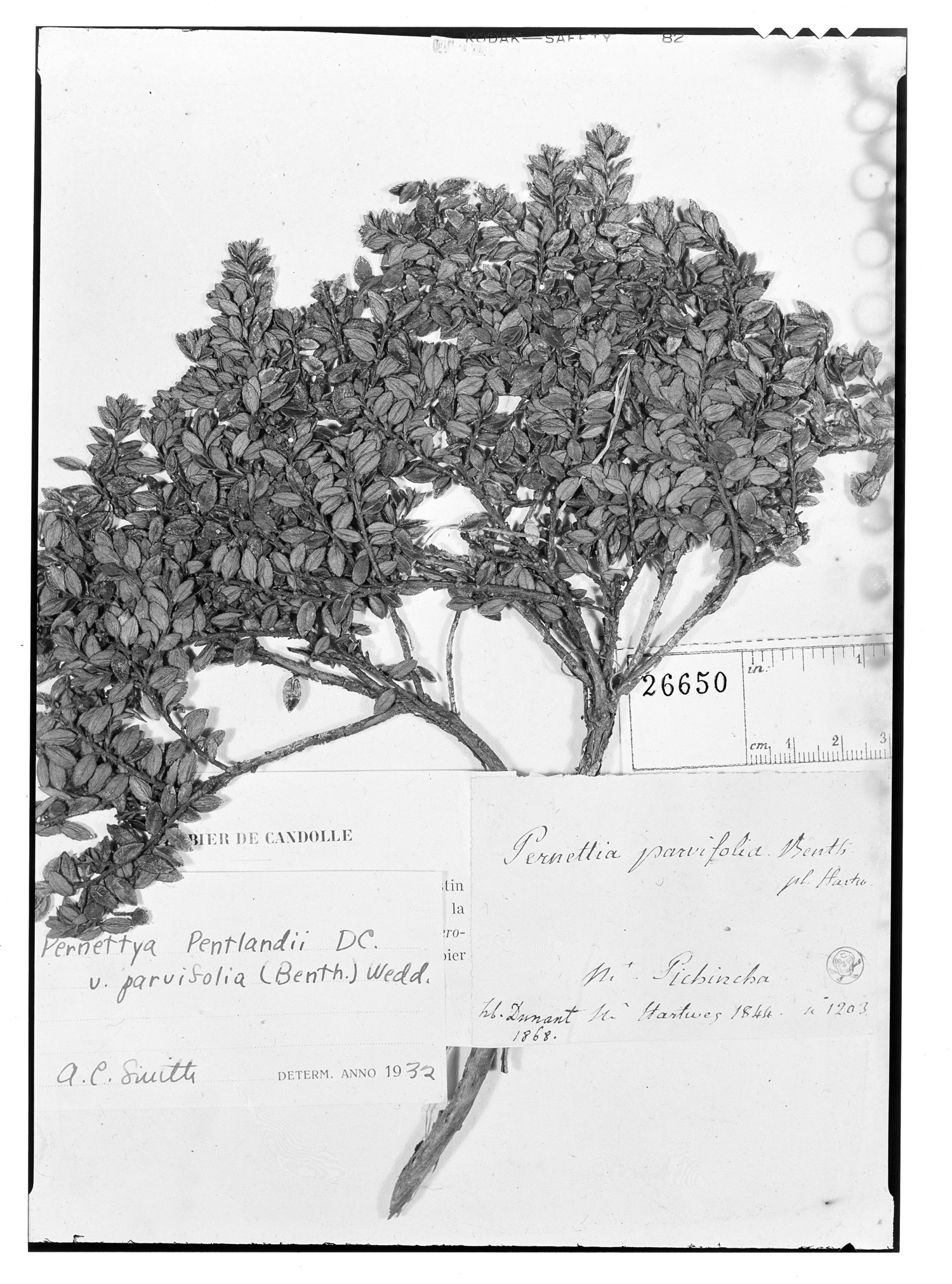 Pernettya parvifolia image