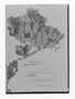 Jacquinia armillaris image
