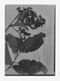Geissanthus bogotensis image