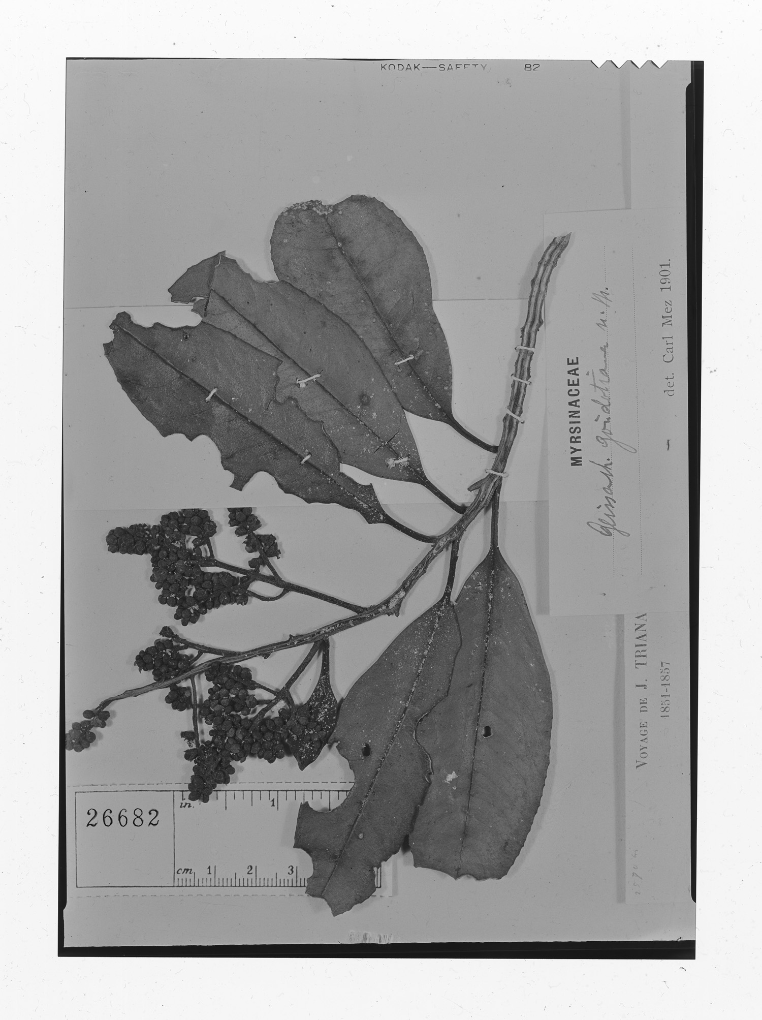 Geissanthus goudotianus image