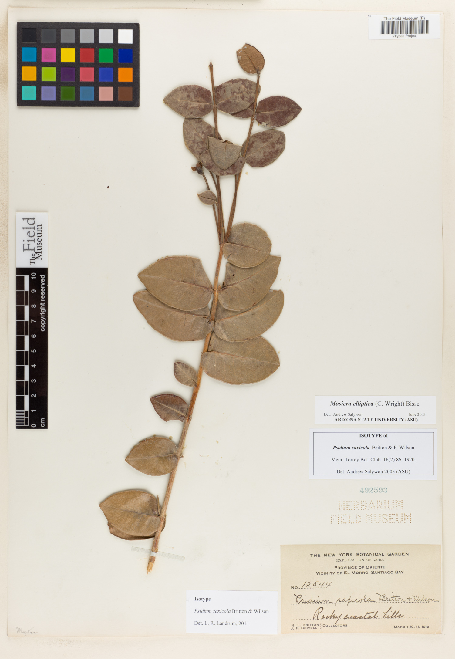 Mosiera elliptica subsp. elliptica image