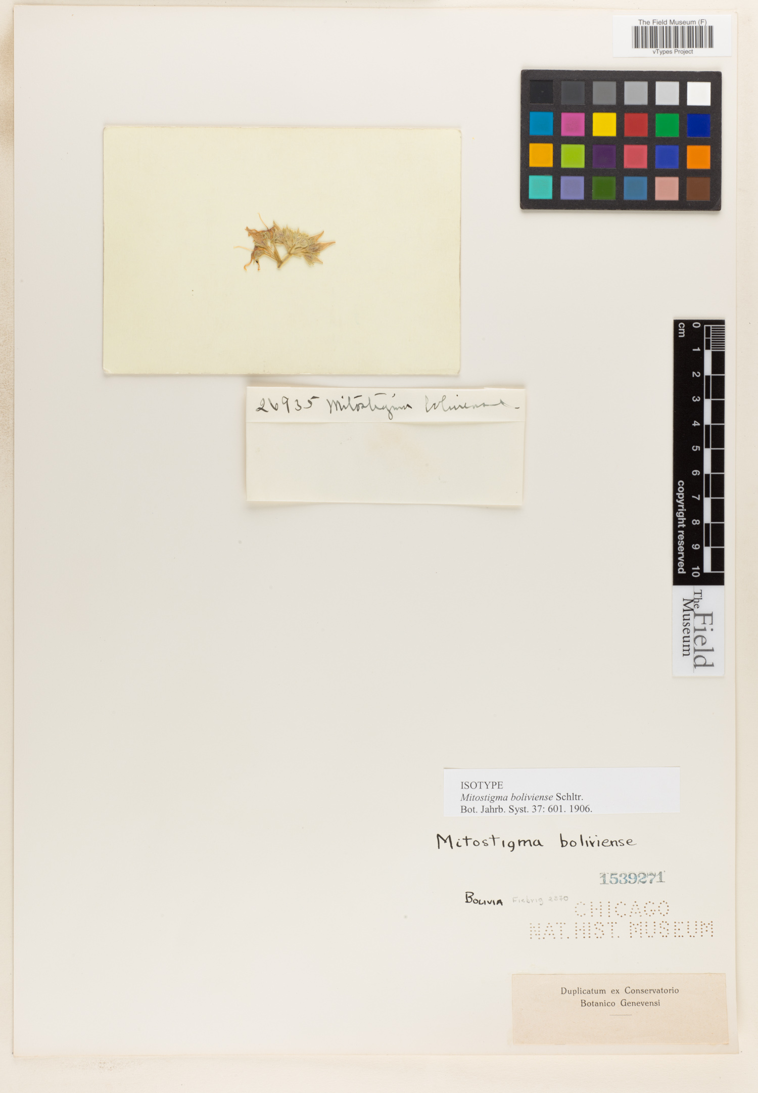 Mitostigma boliviense image