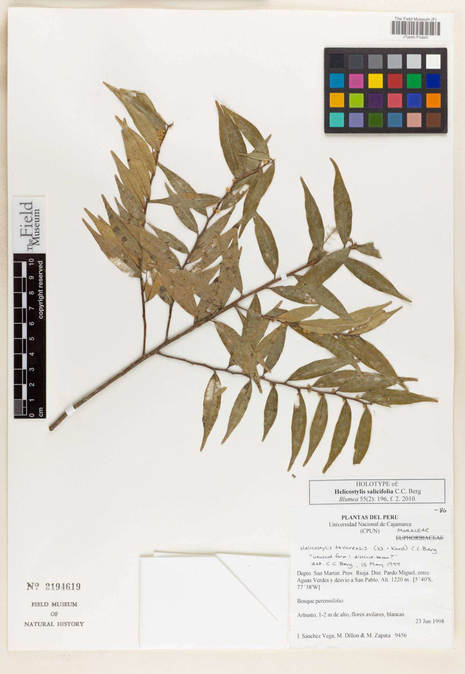 Helicostylis salicifolia image
