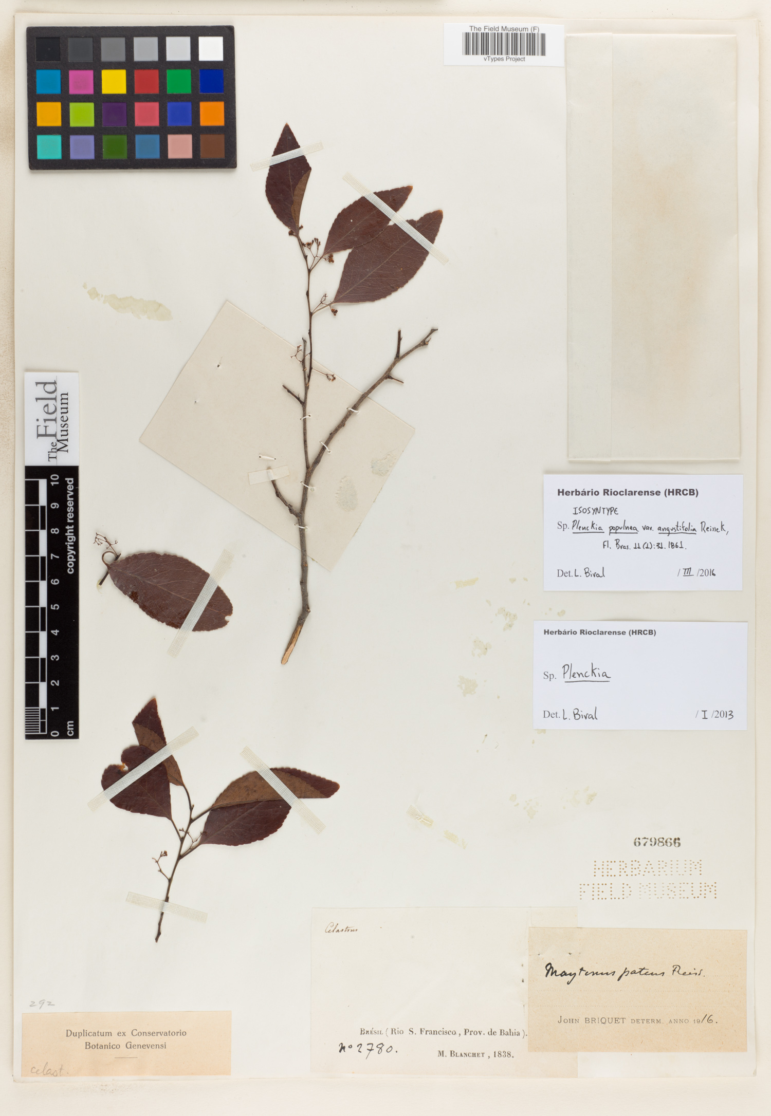 Plenckia populnea var. angustifolia image