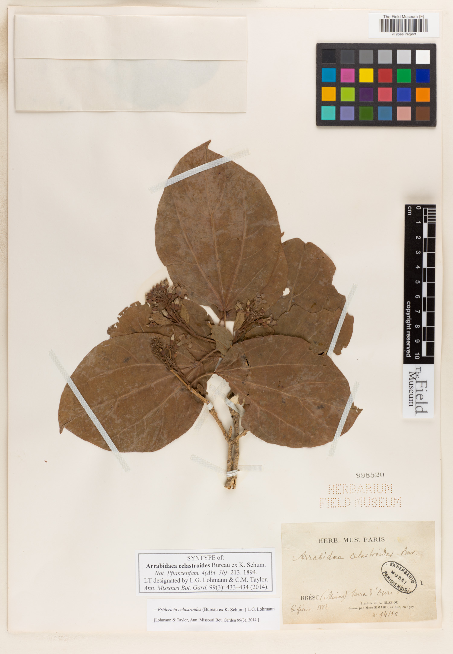Arrabidaea celastroides image
