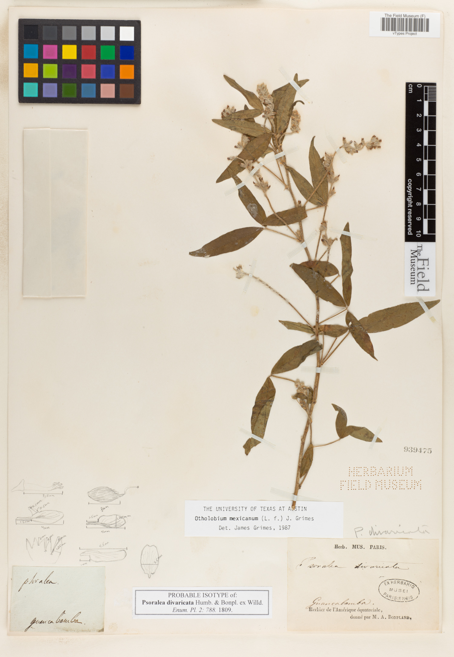 Psoralea divaricata image