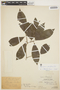 Aspidosperma parvifolium image
