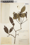 Aspidosperma pyrifolium image