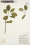 Aspidosperma pyrifolium image