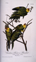 Carolina Parrot or Parakeet.  John James Audubon. Bird painting, print or drawing from Rare Book Room Plate 278.