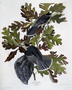 Canada Jay Plate 107 (CVII) from John James Audubon's Birds of America, original double elephant folio (1835-38), hand-coloured aquatint. Engraved, printed and coloured by R. Havell (& Son), London. Rare Book Room. Type of Plate REGULAR