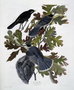 Canada Jay Plate 107  (CVII) from John James Audubon's Birds of America, original double elephant folio (1835-38), hand-coloured aquatint. Engraved, printed and coloured by R. Havell (& Son), London. Rare Book Room. Type of Plate COMPOSITE or REVISED
