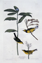 Hooded Warbler Plate 110 (CX) from John James Audubon's Birds of America, original double elephant folio (1835-38), hand-coloured aquatint. Engraved, printed and coloured by R. Havell (& Son), London. Rare Book Room. Type of Plate COMPOSITE or REVISED