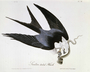 Swallow Tailed Hawk by John James Audubon. (not from Elephant folio). Bird print from Rare Book