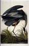 Great Blue Heron Plate 211 by John James Audubon. Bird print from Rare Book