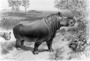 Metamynodon[rhinoceros like] painting by Charles R. Knight modified by [John Conrad] Hansen. Verify if this was for Geology exhibit case Hall 38 or maybe publication?