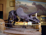 Triceratops, cast of skeleton. Hall 29, DNA to Dinosaurs (Life Over Time) exhibit.  Charles Knight mural of T. rex and Triceratops in background