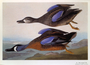 Blue-Winged Teal [Anseriformes Anatidae Anas discors] by John James Audubon. No. 62 bird print from Rare Book [not Elephant Folio]