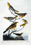 Bullock's Oriole Plate 433 (CCCCXXXIII) Source For Plate 12 Baltimore or Northern Oriole, 369 Mountain Mockingbird, 388 Nuttall's Starling from John James Audubon's Birds of America, original double elephant folio (1835-38), hand-coloured aquatint. Engraved, printed and coloured by R. Havell (& Son), London. Rare Book Room. Type of Plate SOURCE